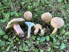 Caloboletus inedulis