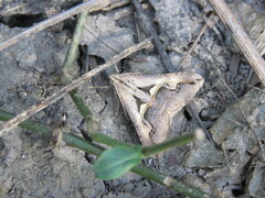 Melipotis bisinuata