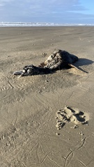 Spheniscus magellanicus