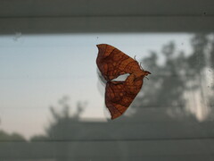 Eulithis diversilineata