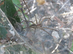 Aglaoctenus lagotis