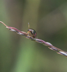 Mormidea lugens