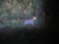 Sylvilagus brasiliensis