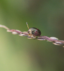 Mormidea lugens