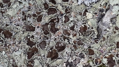 Xanthoparmelia cumberlandia