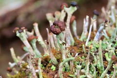 Cladonia subcariosa