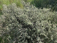 Buddleja scordioides