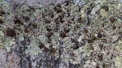 Xanthoparmelia cumberlandia
