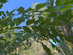 Ulmus pumila