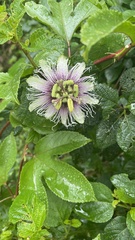 Passiflora edulis flavicarpa