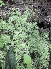 Sphagnum squarrosum