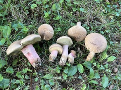 Caloboletus inedulis