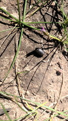 Oniscidea