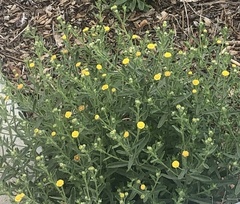 Pulicaria paludosa