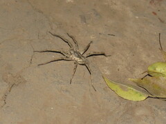 Lycosidae
