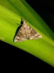 Hypena obsitalis