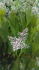 Miconia minutiflora