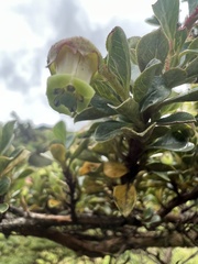 Escallonia myrtilloides