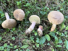 Caloboletus inedulis