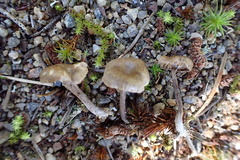 Rhodocybe