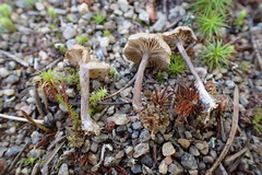 Rhodocybe