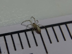 Tetragnatha laboriosa