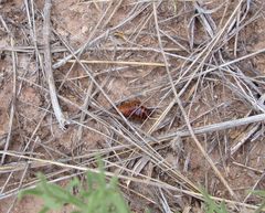 Parcoblatta desertae