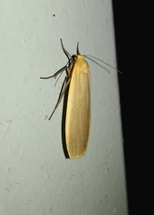 Eilema depressa