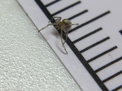 Tetragnatha laboriosa