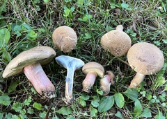 Caloboletus inedulis