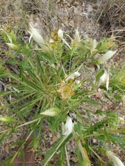 Mentzelia decapetala