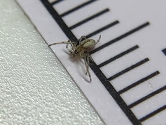 Tetragnatha laboriosa