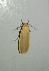 Eilema depressa