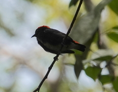 Dicaeum cruentatum