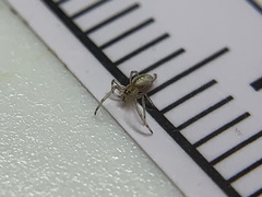 Tetragnatha laboriosa