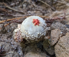 Calostoma ravenelii