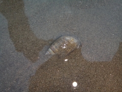 Olivella columellaris