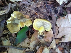 Tricholoma