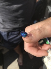 Tectocoris diophthalmus