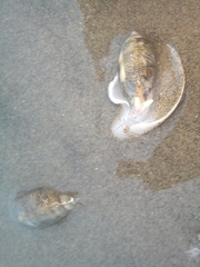 Olivella columellaris