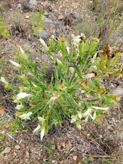 Mentzelia decapetala