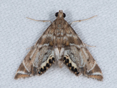 Petrophila confusalis