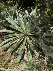 Espeletia corymbosa