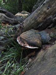 Ganoderma australe