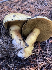 Suillus tomentosus