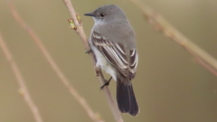 Serpophaga nigricans