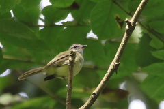 Myiopagis viridicata