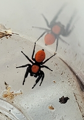 Phidippus apacheanus