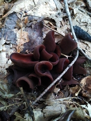 Wynnea americana