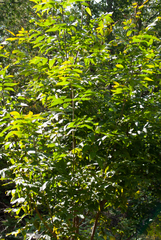 Fraxinus nigra image